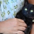 Lavando gatinhos jovens