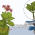 Crescendo kalanchoe