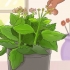 Poda de kalanchoe