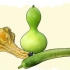 Cultivo de cabaças
