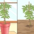 Cultivo de canela