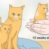 Separando gatinhos da mãe gata para adoção