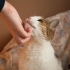 Criando gatos
