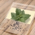 Catnip crescente