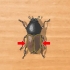 Identificando besouros