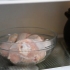 Preparar frango