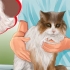 Identificando nódulos em seu gato