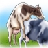 Inseminação artificial de vacas e novilhas
