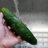 Fazendo água de pepino