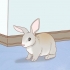 Criando coelhos