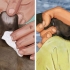 Tratamento da febre em cães