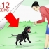 Treinamento de labradores retrievers