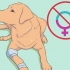Criação de labradores