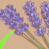 Poda e colheita de lavanda