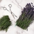Fazendo óleo de lavanda
