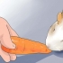 Fazendo lanches saborosos para porquinhos da índia