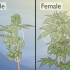 Distinguindo as plantas de cannabis masculinas das femininas