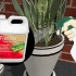 Remova formigas de vasos de plantas
