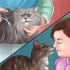 Removendo a cola de ratoeira da pata de um gato