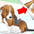 Tratamento de infecções de ouvido em cães