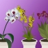 Cultivo de orquídeas