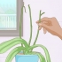 Fazendo as orquídeas florescerem novamente