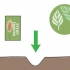 Cultivo de grama dos pampas