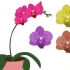 Cuidados com orquídeas phalenopsis (orquídeas borboleta)