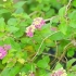 Estacas de plantas