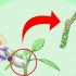 Estacas de plumeria