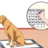 Combinando almofadas de cachorro e treinamento potty