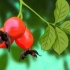 Cultivando rosas a partir de sementes