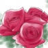 Crescendo rosas