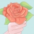 Plantando rosas