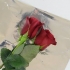 Mantendo as rosas frescas