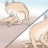 Reconhecendo a sarna em cães