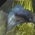 Criação de peixes de briga siameses