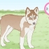 Criação de huskies siberianos