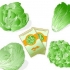 Plantas de alface