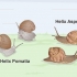 Criação de caracóis