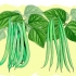 Cultivo de feijão verde