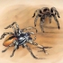 Mantendo aranhas como animais de estimação