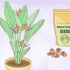 Crescente strelitzia