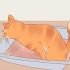Reduzindo o estresse em gatos