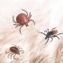 Remova carrapatos em cães