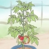Poda de tomates do pátio