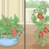 Cultivando tomates dentro de casa