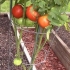 Cultivando tomates em uma estufa