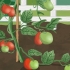 Amarre os tomates