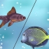 Tratando peixes tropicais com plugue branco